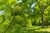 Osage Orange Tree