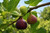 Common Fig Tree
