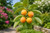 Common Persimmon Tree