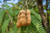 Tamarind Tree