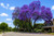 Blue Jacaranda Tree