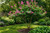 Purple Orchid Tree