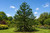 Monkey Puzzle Tree