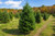 Fraser Fir Tree