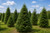 Balsam Fir Tree