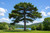 Austrian Pine Tree