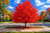 Red Maple Tree Seeds