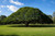 Monkey Pod Tree