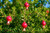 Dwarf Pomegranate