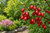 Goumi Berry Tree