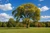 American Elm Tree
