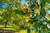 Canyon Live Oak Tree