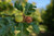 Oregon White Oak Tree