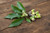 Chinkapin Oak Acorns