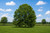 Pin Oak Tree
