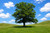 Black Oak Tree