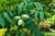 Butternut Tree