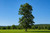 Mockernut Hickory Tree