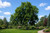 Black Walnut Tree
