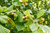 American Hazelnut Tree