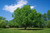 American Beech Tree
