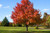 American Sweetgum Tree