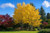 Quaking Aspen Tree
