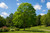 Kentucky Coffee Tree