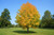 White Ash Tree
