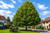 Bigleaf Linden Tree