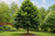 Silver Linden Tree