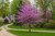 Eastern Redbud Tree