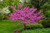 Chinese Redbud Tree