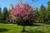 Judas Tree