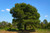 Aleppo Pine Tree