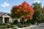 Trident Maple Tree