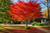 Elegant Maple Tree