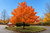 Shantung Maple Tree