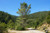 Knobcone Pine Tree