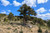 Bristlecone Pine Tree