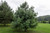 Western Himalayan Pine Tree