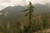 Sugar Pine Tree
