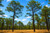 Longleaf Pine Tree