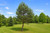 Scotch Pine Tree