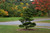 Japanese Black Pine Tree
