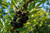 Western Sand Cherry