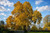 Shagbark Hickory Tree