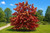 Sourwood Tree
