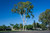 Lemon Scented Gum Tree