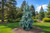Darjeeling Weeping Cypress Tree